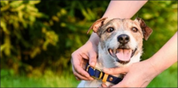 犬のしつけに電流首輪を使うべきか?メリットとデメリットも解説