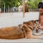 犬のしつけの英語コマンド19選!犬とのコミュニケーションが円滑化