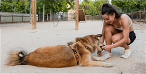犬のしつけの英語コマンド19選!犬とのコミュニケーションが円滑化