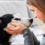 犬のしつけはアイコンタクトが基本!具体的な方法15選を解説します