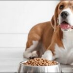 犬への餌のあげ方11選!しつけと結びつけて管理するのがコツです