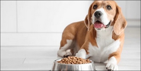 犬への餌のあげ方11選!しつけと結びつけて管理するのがコツです