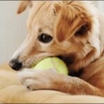甘噛みする犬のしつけ方9選!理由を知ることから開始するのがカギ