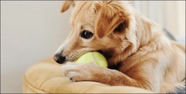 甘噛みする犬のしつけ方9選!理由を知ることから開始するのがカギ