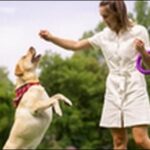 ジェスチャーのコツ14選!日常の軽い指示向けの犬のしつけで役だつ