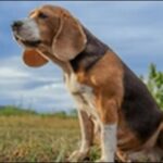唸る犬のしつけ12選!さらに飼い主を噛む場合の対処法も解説します