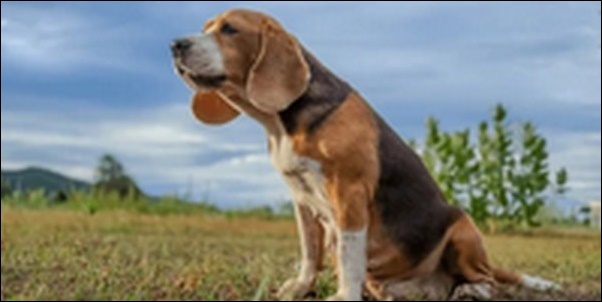 唸る犬のしつけ12選!さらに飼い主を噛む場合の対処法も解説します