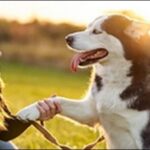 犬のお手の教え方のコツ12選!英語でのお手のしつけの効果も解説薄い