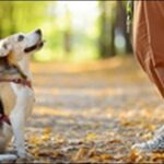 犬のしつけで叩くのはあり?叩いて効果があると思っていた人は必見
