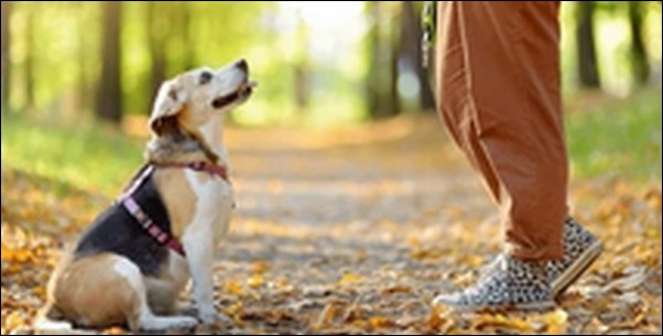 犬のしつけで叩くのはあり?叩いて効果があると思っていた人は必見