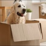 犬のしつけハウストレーニングのコツ15選!安心の居場所造りが鍵