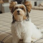 犬の留守番しつけのコツ14選!犬の特性を理解して取り組むべし