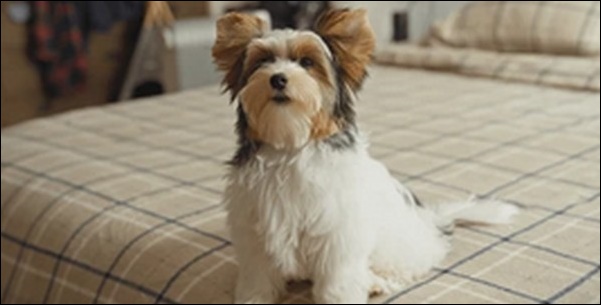 犬の留守番しつけのコツ14選!犬の特性を理解して取り組むべし
