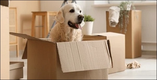 犬のしつけハウストレーニングのコツ15選!安心の居場所造りが鍵