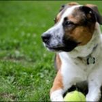 雑種犬のしつけのコツ20選！画一的な方法ではナンセンスです