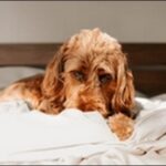 犬を無視するしつけのコツ9選!無視する時間の目安も解説します。