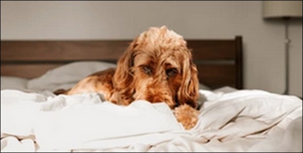 犬を無視するしつけのコツ9選!無視する時間の目安も解説します。