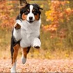 犬の飛びつき癖を治すコツ12選!まずは犬の心理を知ることが大切