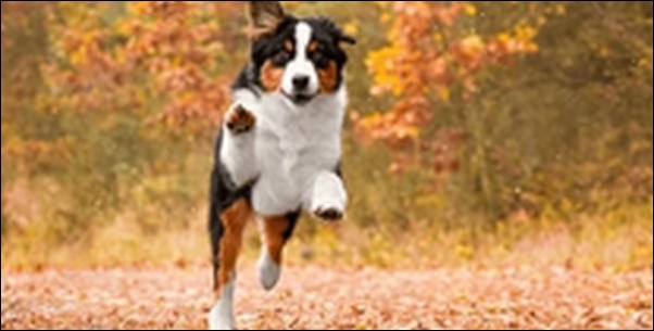 犬の飛びつき癖を治すコツ12選!まずは犬の心理を知ることが大切