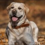 ラブラドールレトリバーのしつけのコツ10選!犬の性格やペースが鍵