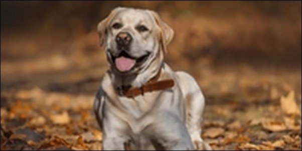 ラブラドールレトリバーのしつけのコツ10選!犬の性格やペースが鍵