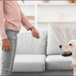 犬に離せ(ちょうだい)のしつけをするコツ11選!重要コマンドです
