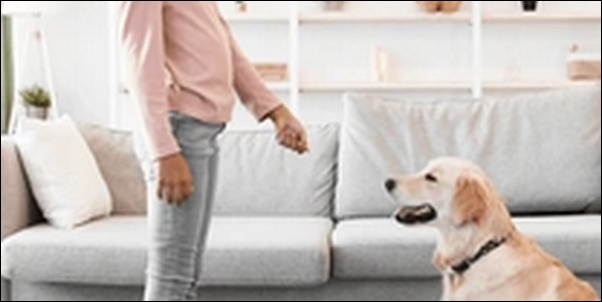 犬に離せ(ちょうだい)のしつけをするコツ11選!重要コマンドです