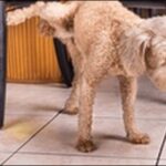 犬のマーキングのしつけのコツ11選!マーキングする理由も解説