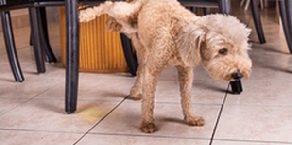 犬のマーキングのしつけのコツ11選!マーキングする理由も解説