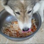 犬のご飯のしつけコツ14選!ただ命令を繰り返してもナンセンスです