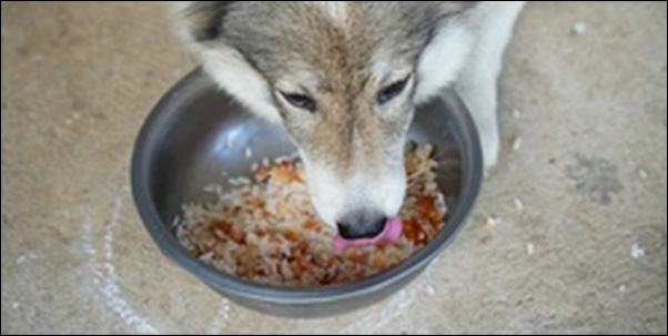 犬のご飯のしつけコツ14選!ただ命令を繰り返してもナンセンスです