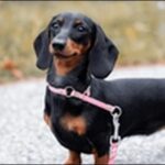 ミニチュアダックスのしつけのコツ11選!犬の性格を見極めるべし