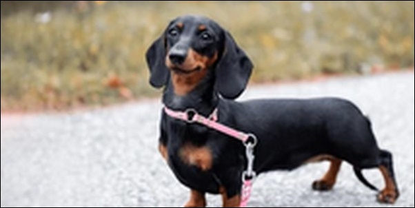 ミニチュアダックスのしつけのコツ11選!犬の性格を見極めるべし