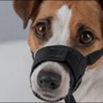 犬のしつけでマズルコントロールは必要か?コツや注意点を解説