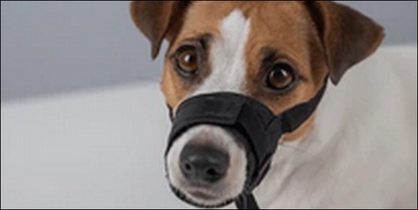 犬のしつけでマズルコントロールは必要か?コツや注意点を解説