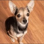犬がご飯を食べない時のしつけのコツ9選!食べない原因も解説