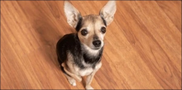 犬がご飯を食べない時のしつけのコツ9選!食べない原因も解説