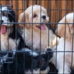 ペットショップでの犬のしつけのメリットとデメリットを解説!