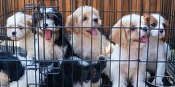 ペットショップでの犬のしつけのメリットとデメリットを解説!