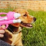 犬にピストルの一発芸を教えるコツ10選!音を使った画期的な手法