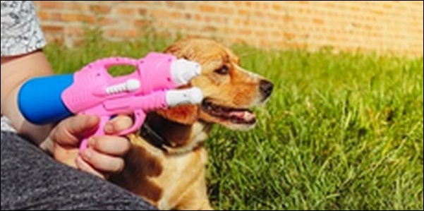 犬にピストルの一発芸を教えるコツ10選!音を使った画期的な手法