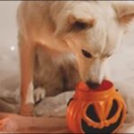 犬の問題行動17選!犬のしつけの必要性や注意事項も解説します