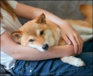 犬トレPROの管理人プロフィールを公開!ダメ犬と奮闘した過去を暴露