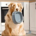 パンク町田の犬のしつけの特徴11選!より良いしつけに役だちます