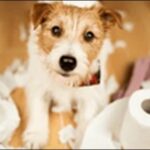 成犬と子犬のトイレのしつけの相違点9選!効率的なしつけに必須です