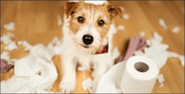 成犬と子犬のトイレのしつけの相違点9選!違いに注意してしつけるのがコツです