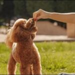 犬のご褒美お勧め11選!犬のしつけに有効なタイミングや量も解説