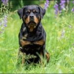 ロットワイラーのしつけのコツ10選！犬の性格も解説します。