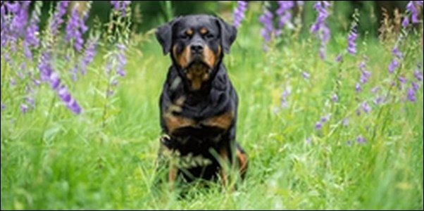 ロットワイラーのしつけのコツ10選！犬の性格も解説します。