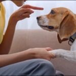 犬の叱り方10選!悪いことをした時、NG行為を理解しよう